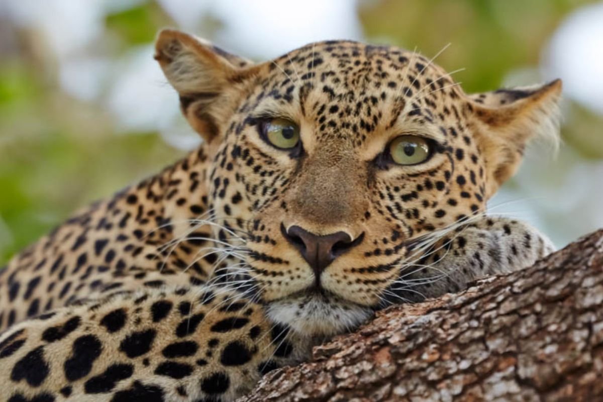 14-Day Predators & Wildebeest Migration safari