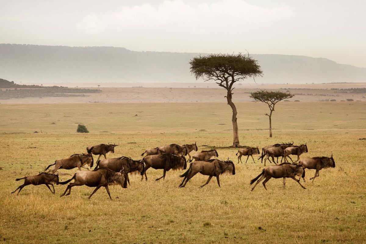 9 Days Serengeti Wildebeest Safari