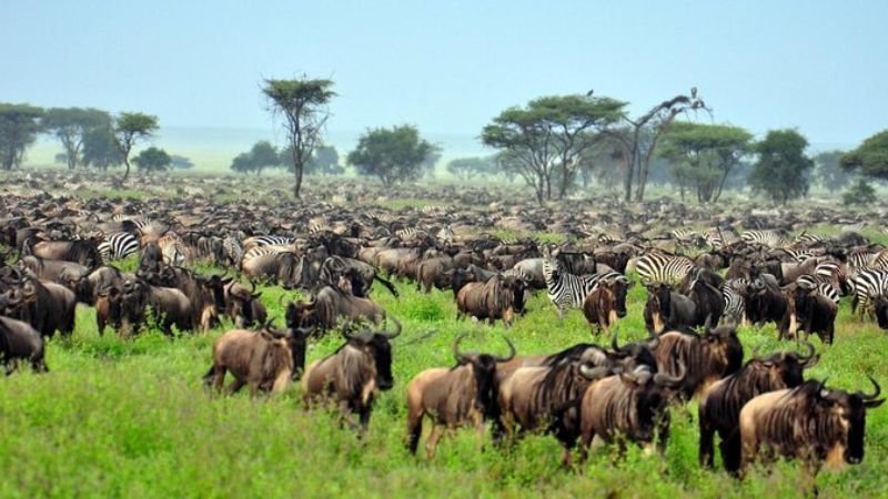 Best Serengeti National Park Tours | Seko Tours
