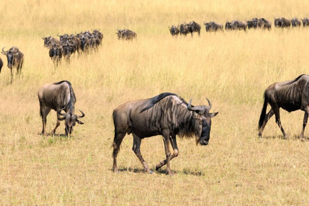 8 Days Wildebeest River Crossing Safari | Seko Tours Adventures Tanzania Safari