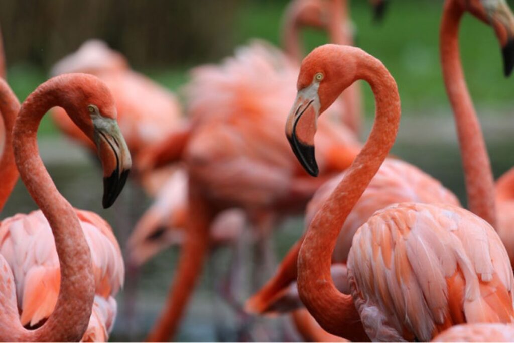 Lake Manyara Day Trip | Seko Tours Adventures Tanzania Safari