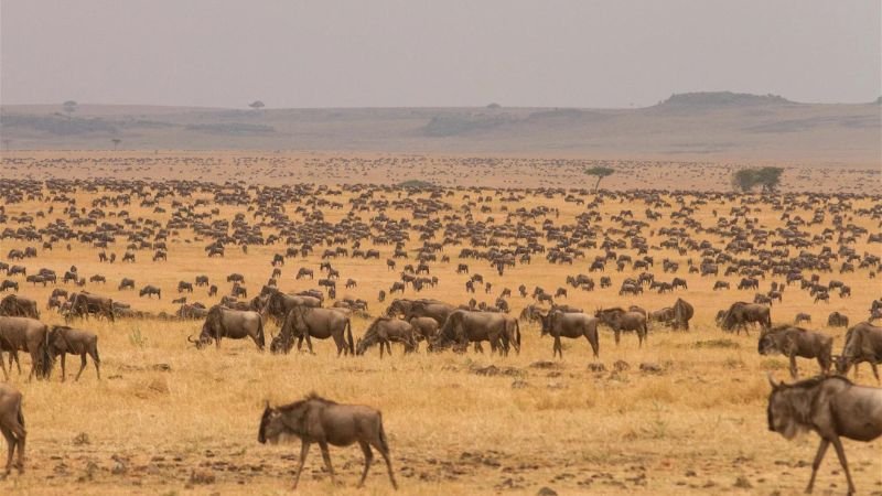 Serengeti National Park | Seko Tours Adventures