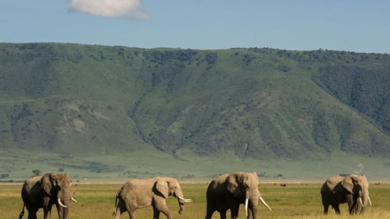 serengeti national park ngorongoro crater