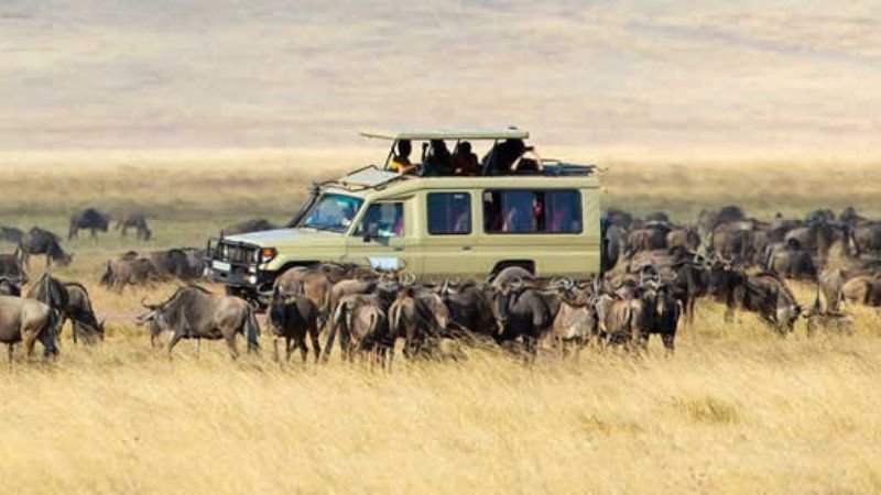 serengeti national park north mara | Seko Tours Adventures