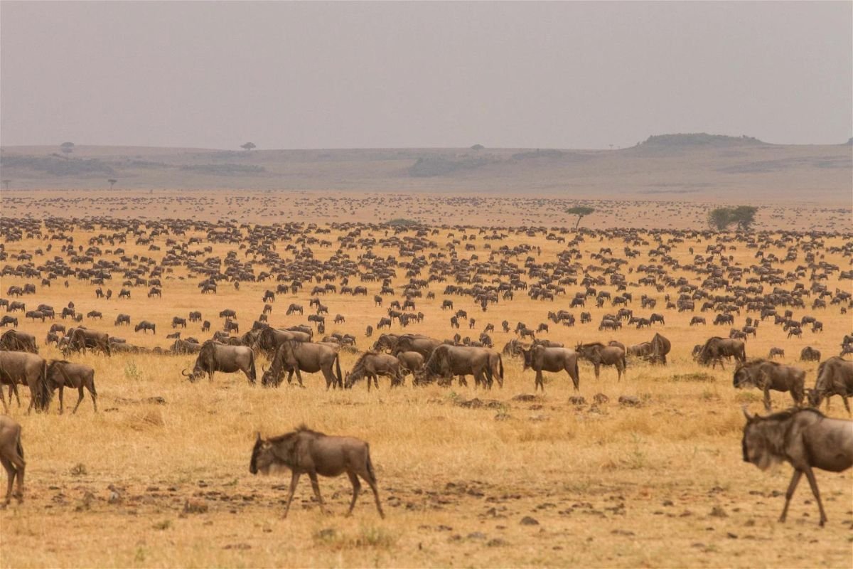 Serengeti National Park | Northern Circuit Tanzania Destinations | Seko Tours Adventures