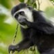 Monkey in Arusha | Seko Tours Adventure