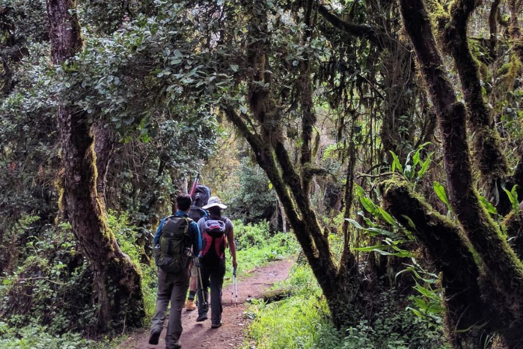 Mti Mkubwa Camp to Shira 2 Camp | Seko Tours Adventures | Kilimanjaro Packages
