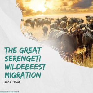 The great Serengeti Wildebeest Migration | Seko Tours | Tanzania Safari