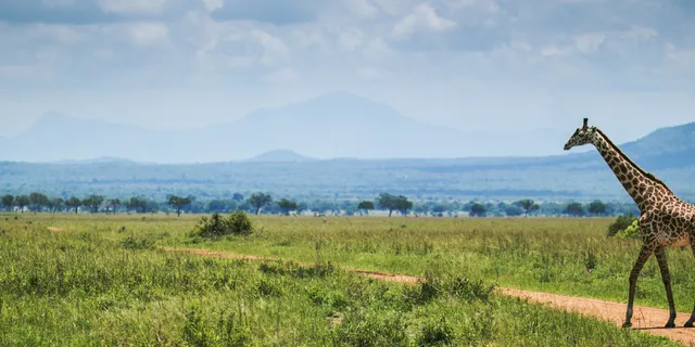 Mikumi National Park Travel Guide - Mikumi National Park Tanzania Safaris Tours Seko Tours Adventures.webp