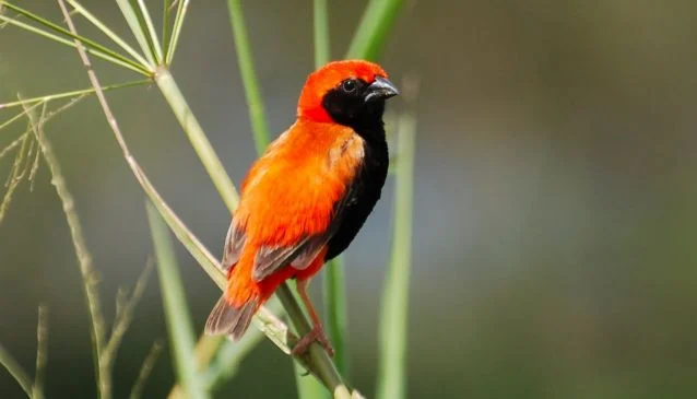 Birds of Mikumi National Park | Seko Tours Adventures