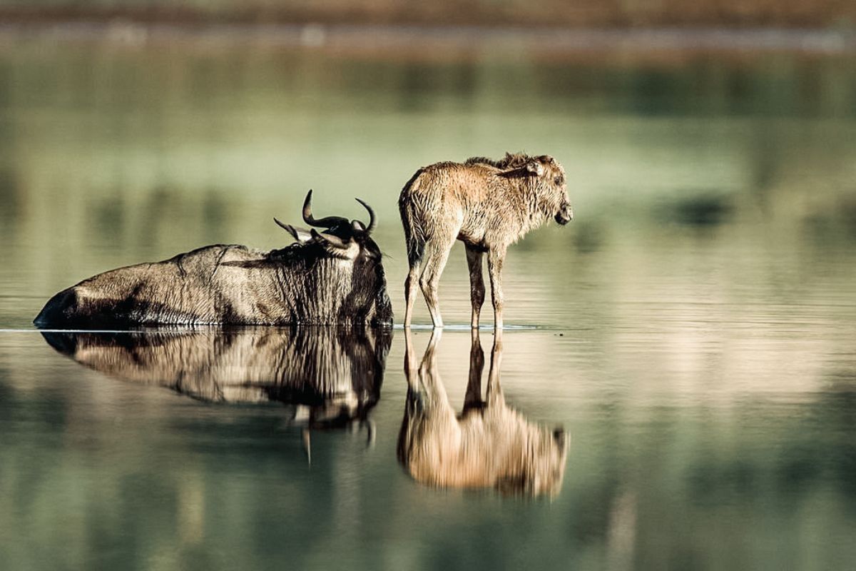 8 Day Ndutu Calving season Serengeti Migration | Seko Tours Adventures