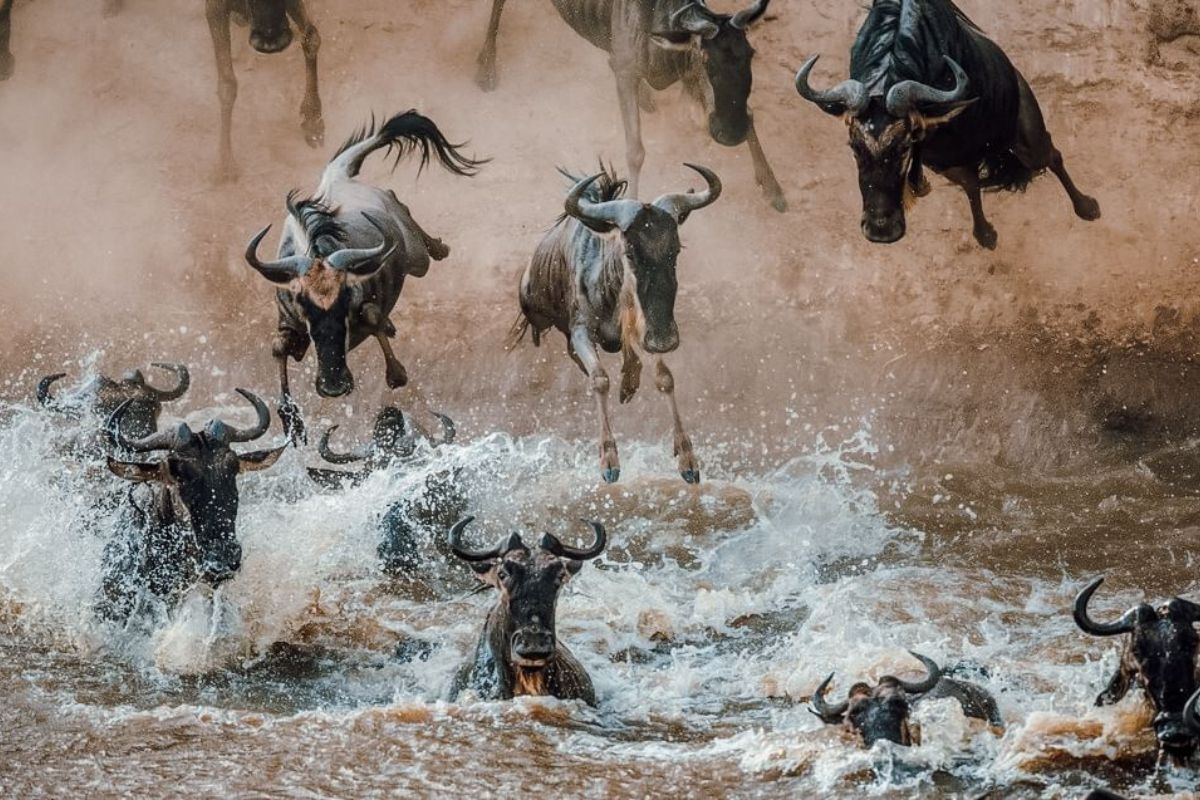 9 Days Serengeti Wildebeest Safari | Seko Tours Adventures