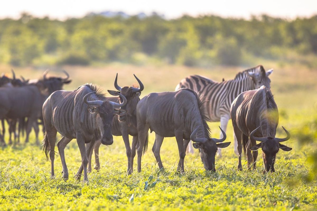 Serengeti Migration Footsteps 9 Days | Seko Tours Adventures