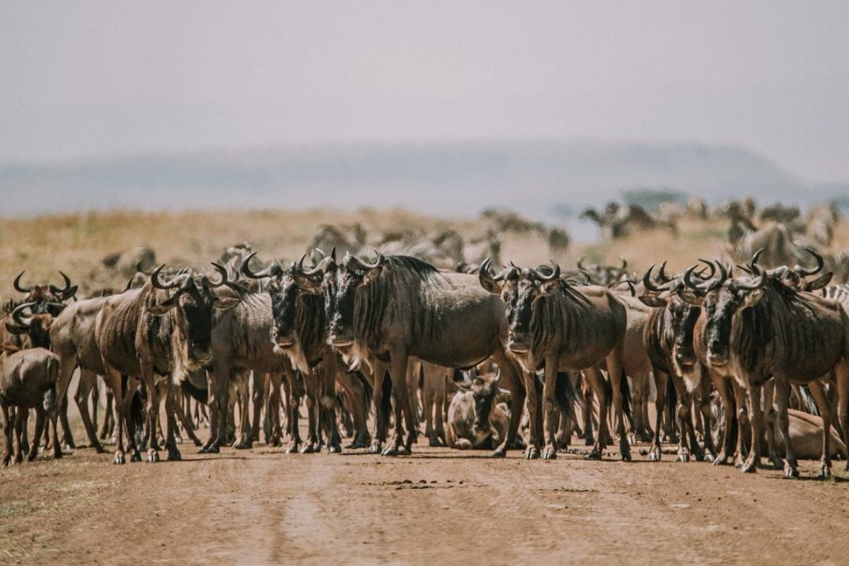 The Great Migration in August, September and October | Seko Tours Adventures