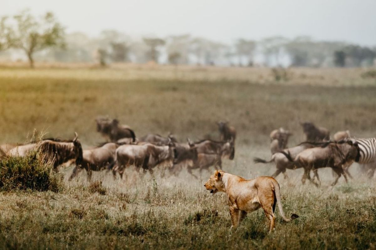 The Great Migration in June and July | Seko Tours Adventures