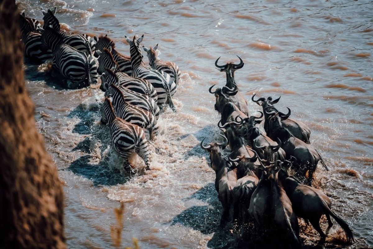 What is the Wildebeest Great Migration? | Seko Tours Adventures