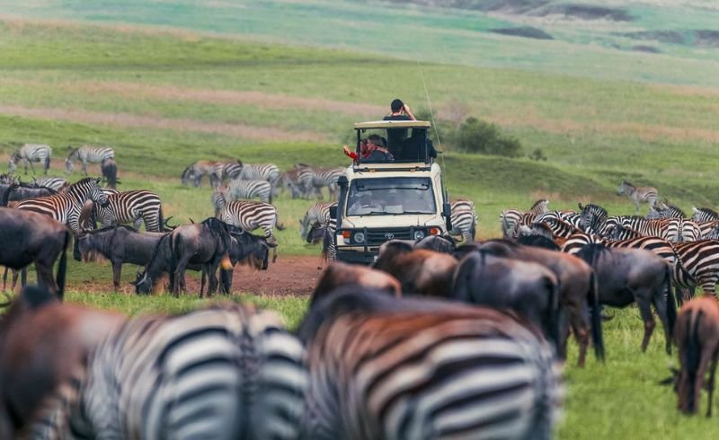 9 Days Serengeti Wildebeest Safari | Seko Tours Adventure Safaris