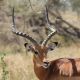 Antelopes of Robondo Island National Park