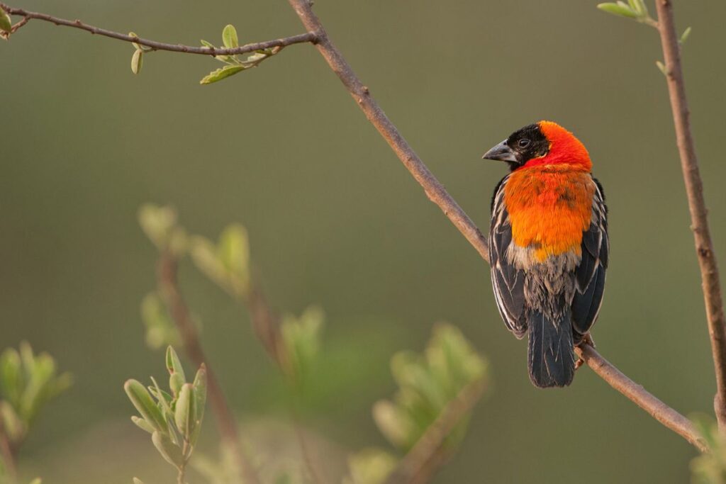 Bird Watching in Mahale | Seko Tours Adventures