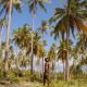 Coconut and cashew plantations | Seko Tours Adventure