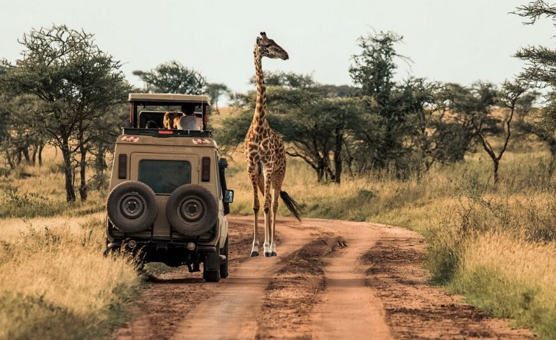 Game Drive in Nyerere National Park | Seko Tours Adventures