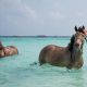 Swimming With Horses | Seko Tours Adventure