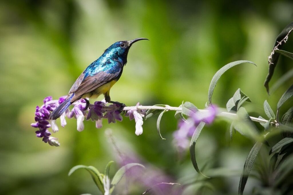 The Rubondo National Park: A bird watcher’s paradise