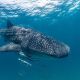 Whales and whale shark | Seko Tours Adventures