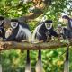 black and white colobus monkeys