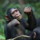 chimpanzee of Robondo Island National Park