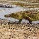 crocodiles of Robondo Island National Park