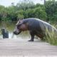 hippo of Robondo Isaland National Park