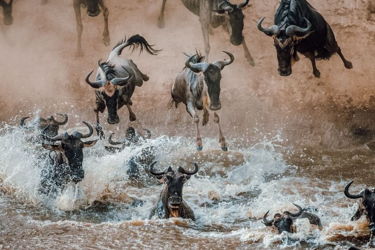 10 Days Great Wildebeest Mara River Crossing | 10 Days Tanzania Safari | Seko Tours