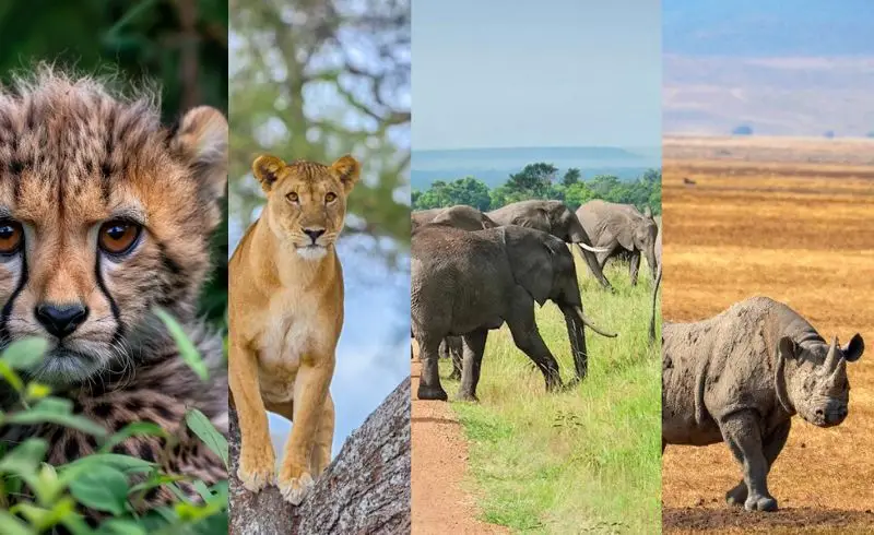 5 Days Tanzania Big 5 Safaris | Tanzania Safari | Seko Tours