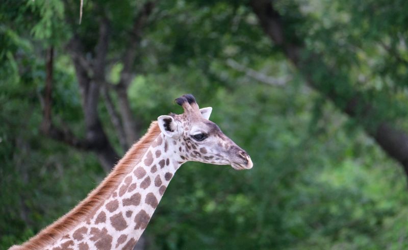 Best time to visit Selous Game Reserve | Seko Tours Adventures