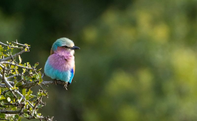 Birdlife in Nyerere national park | Nyerere National park in Detail - Seko Tours