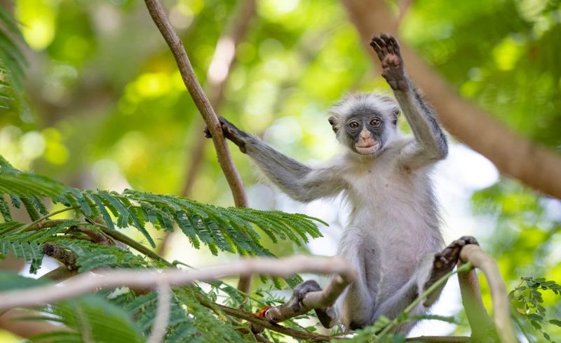 Jozani Forest | Zanzibar Red Colobus Monkeys | Seko Tours Adventures