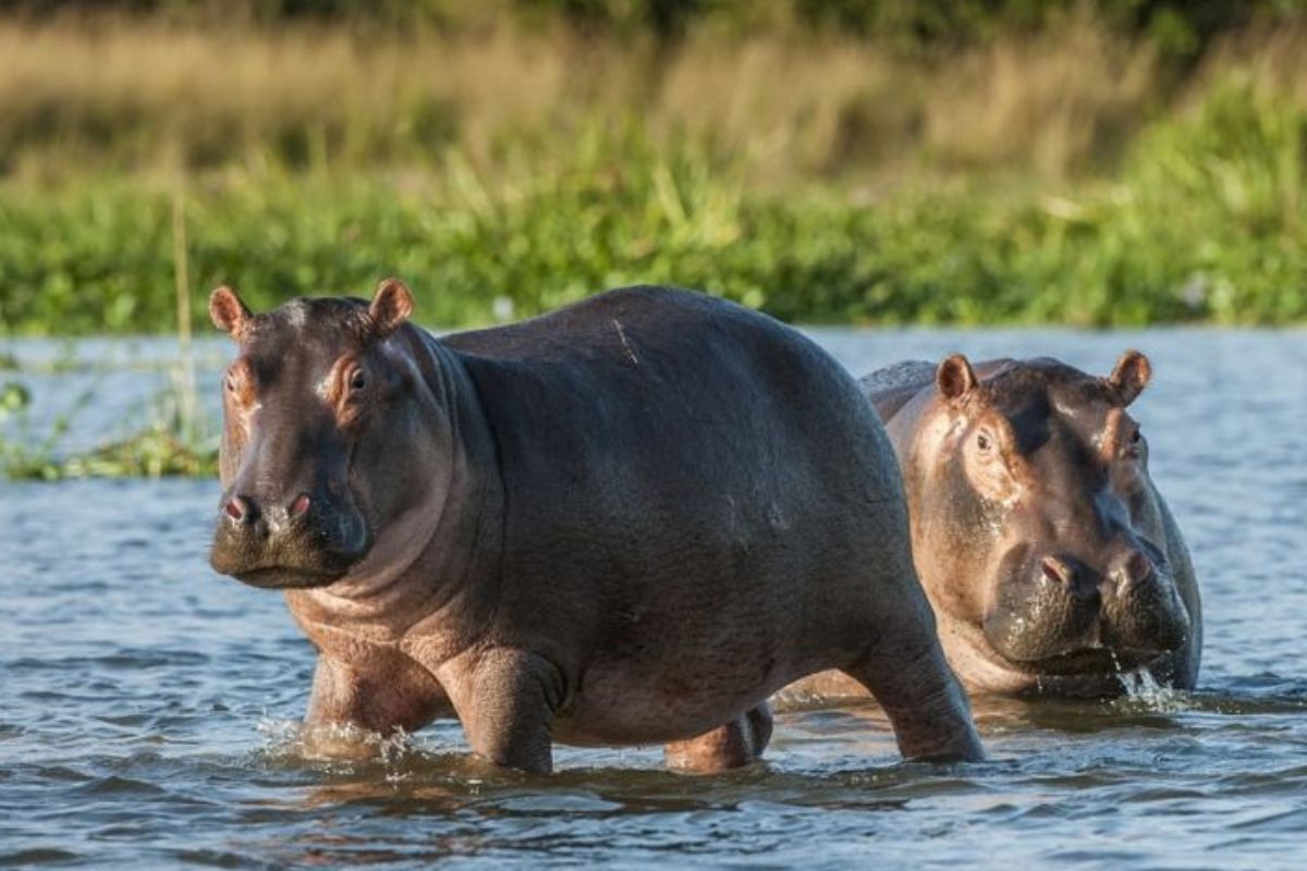 Katavi Walking Safari | Katavi National Park | Destinations in Tanzania