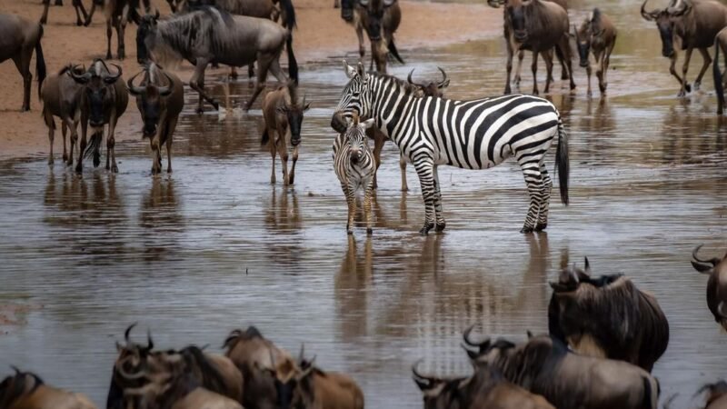 The Great Migration – Travel Guide, Map & More!