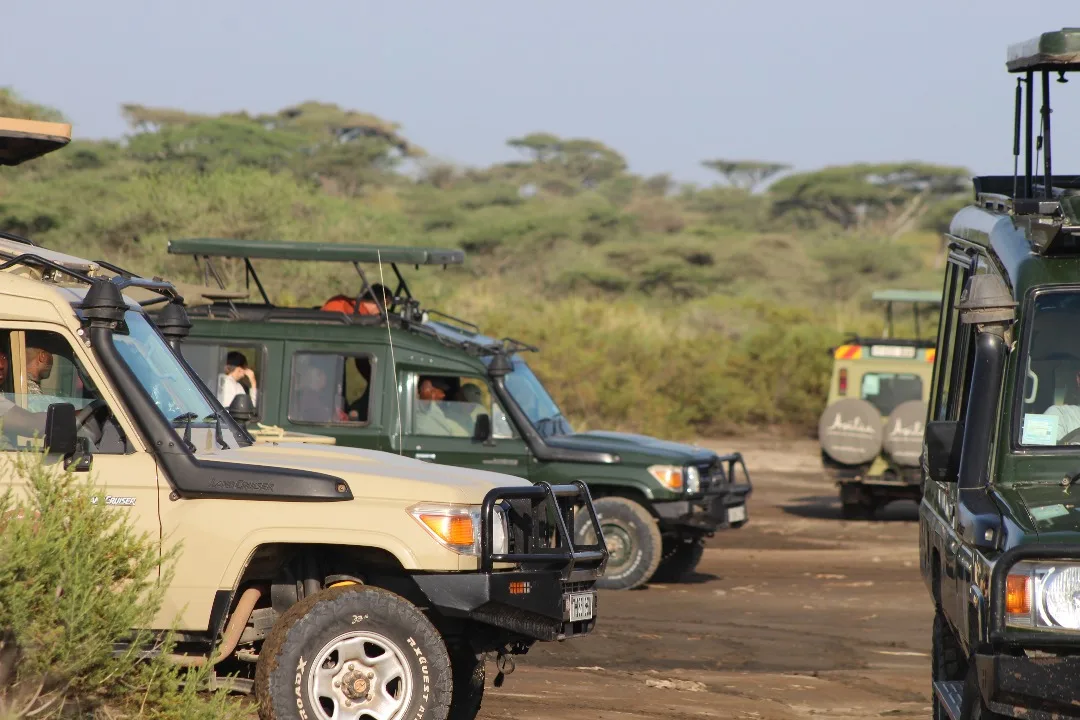 Get a Free Group Joining Safari Quote Today