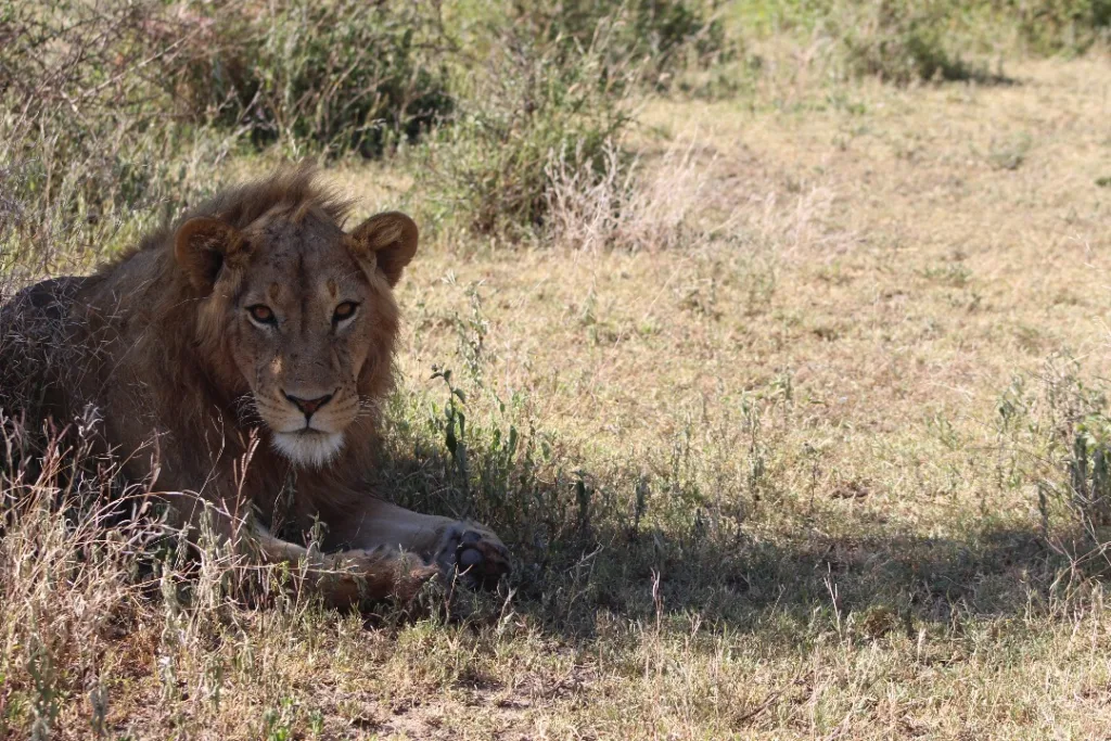 Terms and Conditions Terms and Conditions | Tanzania Safari Tours Booking Policy