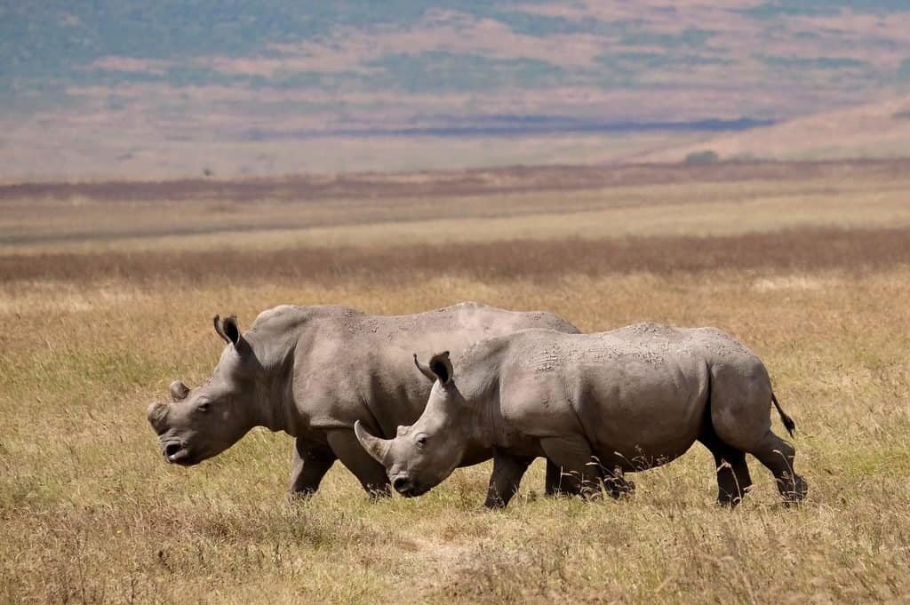 matthew stone rhino 10375255 1920