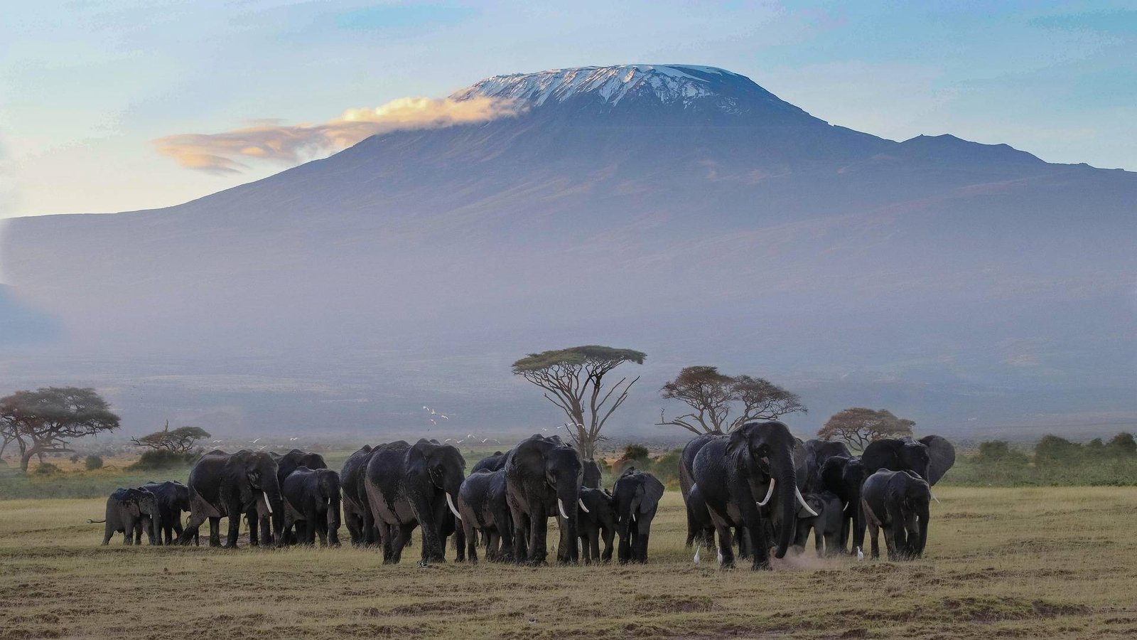 herbert2512 africa 4062680 1920
