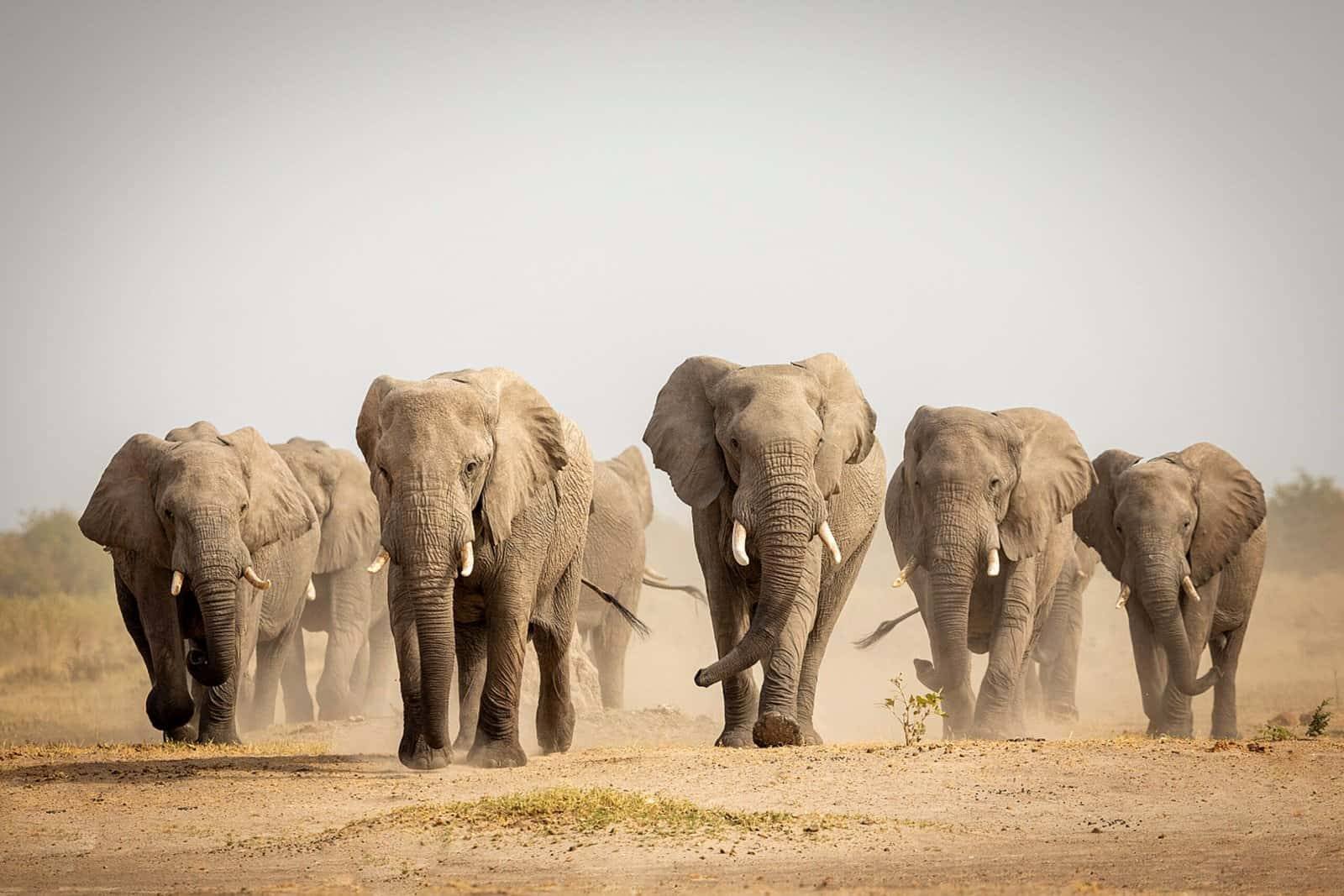 elephants
