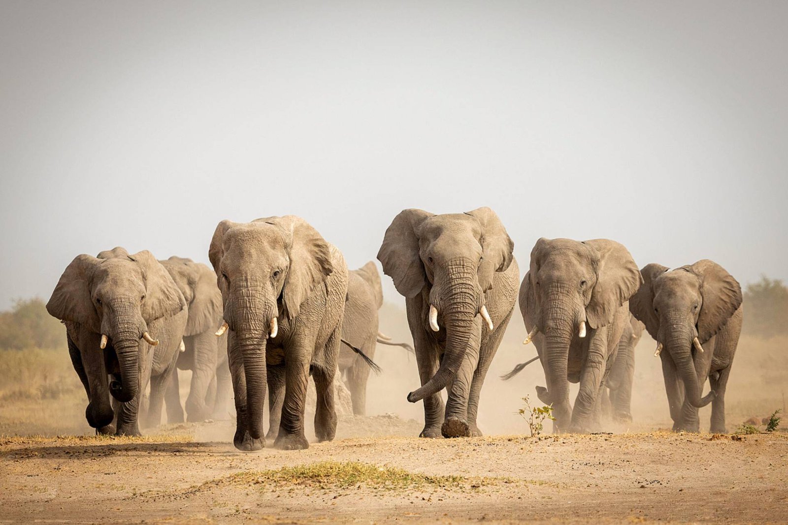 elephants
