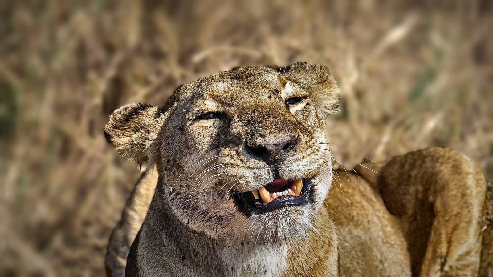 lion 4k 50mm